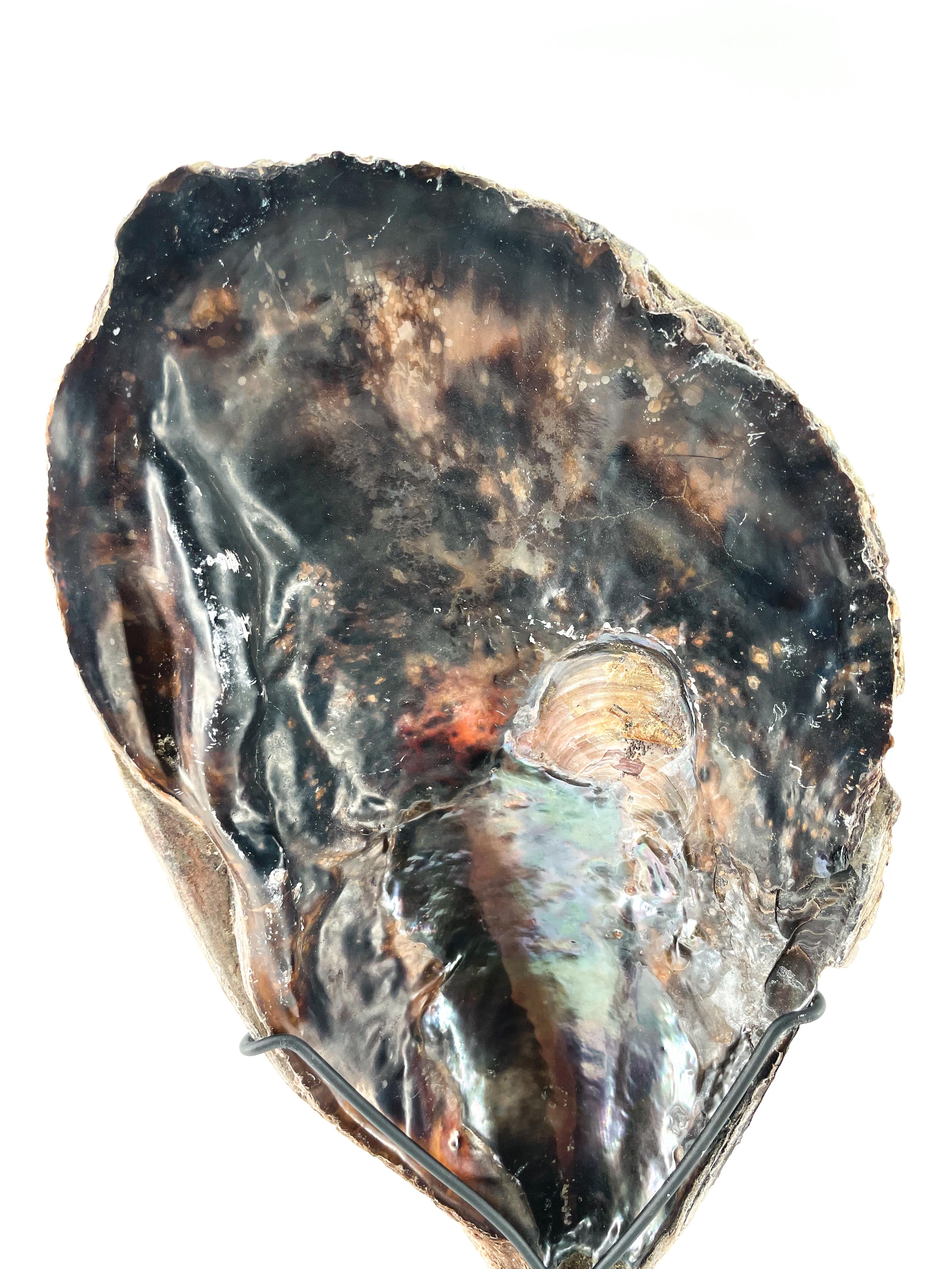 Old shell on metal base